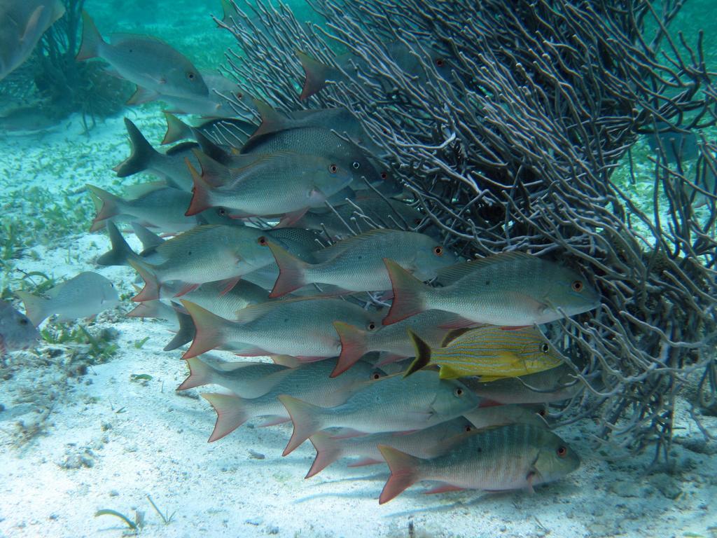 Caye Reef Condos Caye Caulker Zewnętrze zdjęcie