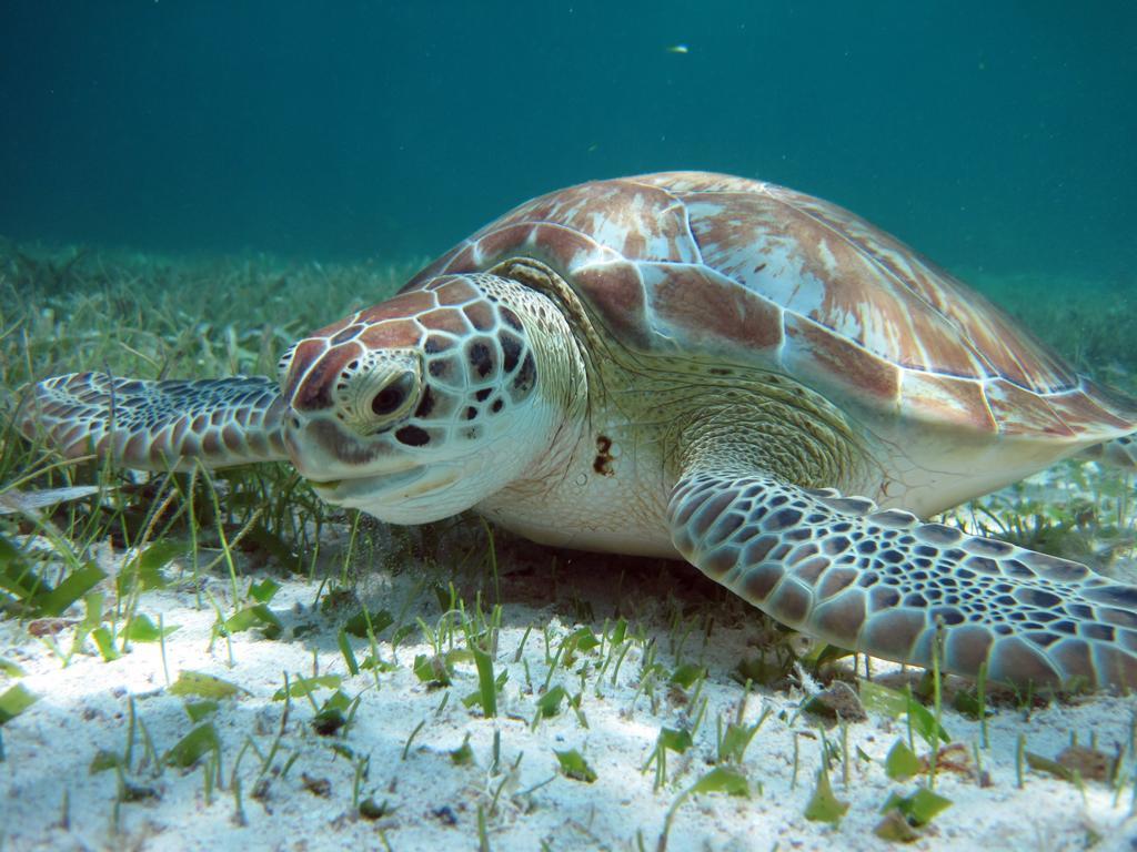 Caye Reef Condos Caye Caulker Zewnętrze zdjęcie